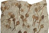 Mortality Of Fossil Carpoids, Brittle Stars & Crinoids - Morocco #189918-2